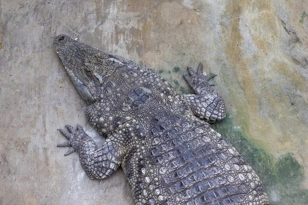 Crocodilo Descansando Sobre Uma Rocha Close Cabeça Réptil — Fotografia de Stock
