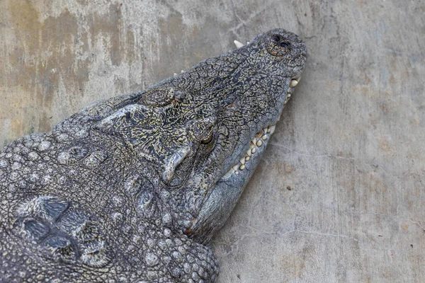 Cocodrilo Descansando Sobre Una Roca Primer Plano Cabeza Del Reptil —  Fotos de Stock