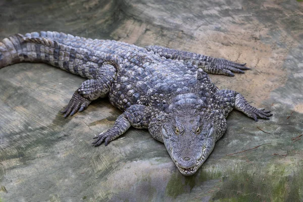 Crocodile Reposant Sur Rocher Gros Plan Tête Reptile — Photo