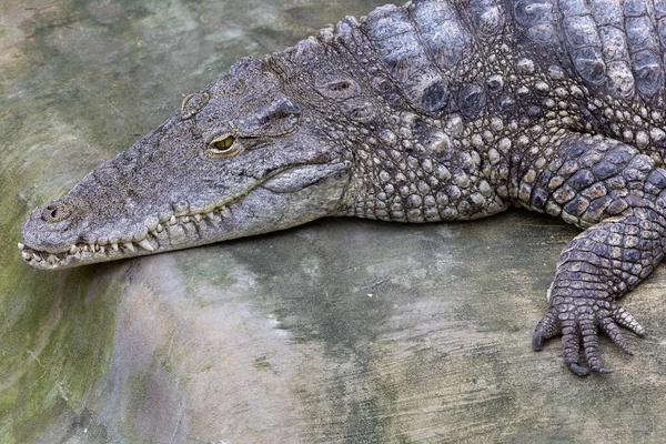 Krokodil Pihen Egy Sziklán Közelkép Hüllő Fejéről — Stock Fotó