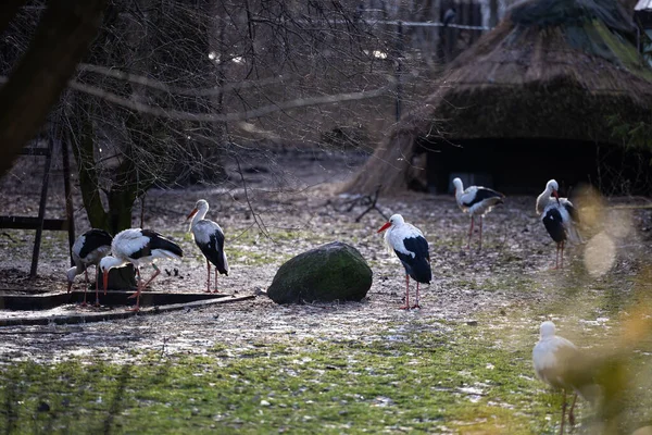 Bociany Spacerujące Trawie Poszukiwaniu Pożywienia Obudowa Dla Rannych Ptaków Zoo — Zdjęcie stockowe