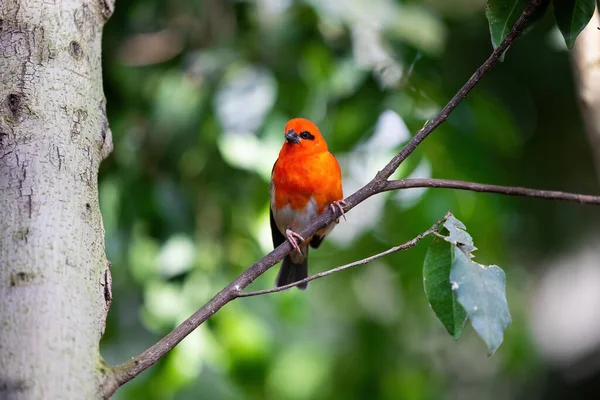 Red Fody Bird Branch Forest Birds Natural Madagascar Forest Stock Image