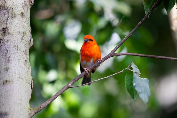 Red Fody Bird Branch Forest Birds Natural Madagascar Forest Royalty Free Stock Images