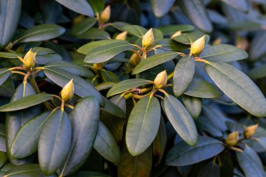 Bahçede yetişen yeşil rhododendron tomurcukları. Yaprak ve tomurcuklara yakın çekim. Yaklaşan baharın işaretleri