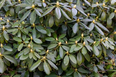 Bahçede yetişen yeşil rhododendron tomurcukları. Yaprak ve tomurcuklara yakın çekim. Yaklaşan baharın işaretleri