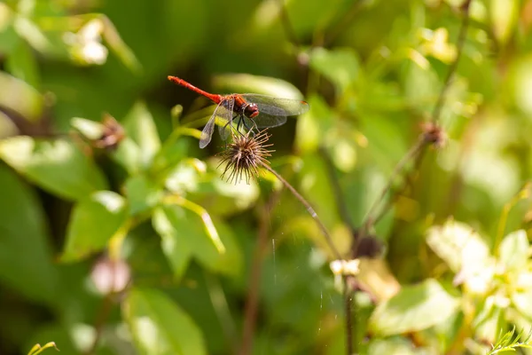 Yeşil Bitkilerin Arka Planında Bahar Bahçesinde Kırmızı Yusufçuk Fotoğraf Güneşli — Stok fotoğraf