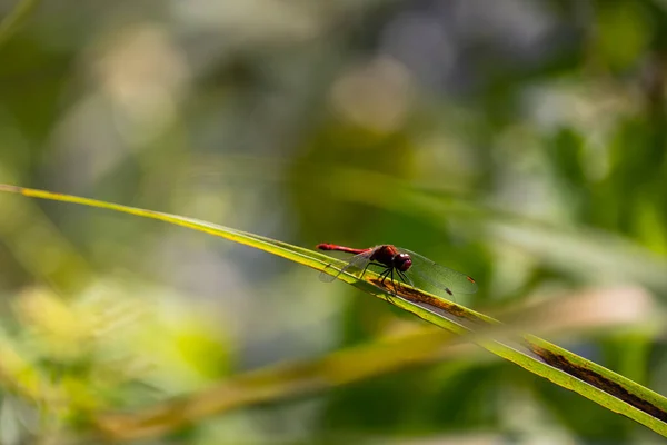 Red Dragonfly Spring Garden Background Green Plants Photo Taken Sunny — Stock Photo, Image