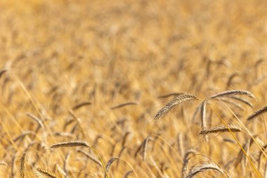 Olgun buğdaydan altın kulaklar hasat için hazır olsun. Fotoğraf güneşli bir yaz gününde çekildi.
