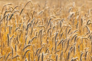 Olgun buğdaydan altın kulaklar hasat için hazır olsun. Fotoğraf güneşli bir yaz gününde çekildi.