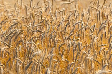 Olgun buğdaydan altın kulaklar hasat için hazır olsun. Fotoğraf güneşli bir yaz gününde çekildi.