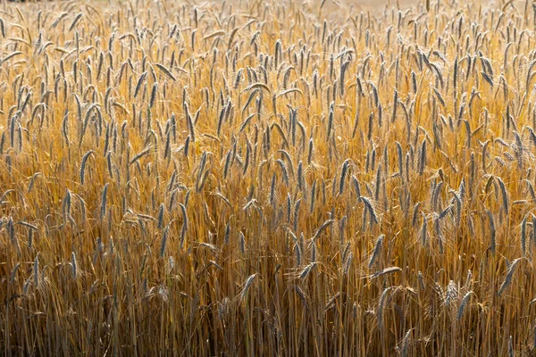 Close Golden Ears Ripe Wheat Ready Harvest Photo Taken Sunny — Stock Photo, Image