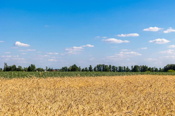 Tahıllı Buğday Tarlaları Hasat Için Neredeyse Hazır Fotoğraf Güneşli Bir — Stok fotoğraf