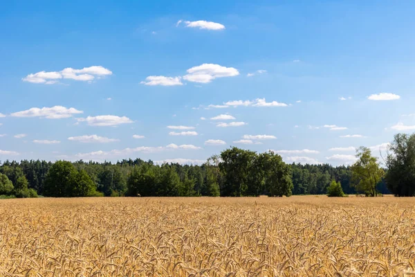 Пшеничні Поля Зерном Майже Готові Збору Врожаю Фото Зроблене Сонячний — стокове фото