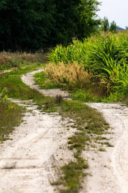 Tarlaların arasındaki kumlu kır yolu. Fotoğraf güneşli bir günde çekildi.