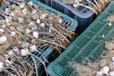 Organik sarımsak hasattan sonra kurutulur. Sarımsak doğal halk tıbbında bir sağlık kaynağıdır.