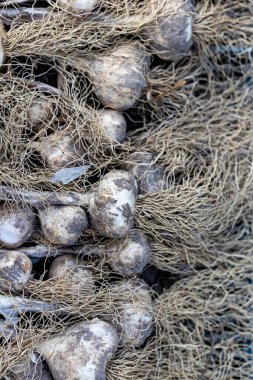 Organik sarımsak hasattan sonra kurutulur. Sarımsak doğal halk tıbbında bir sağlık kaynağıdır.