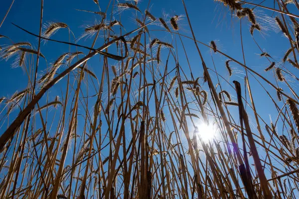 青空に対する成熟した穀物の黄金の耳 ローアングルショット カエルの視点 晴れた日の正午に撮影した写真 ストック画像