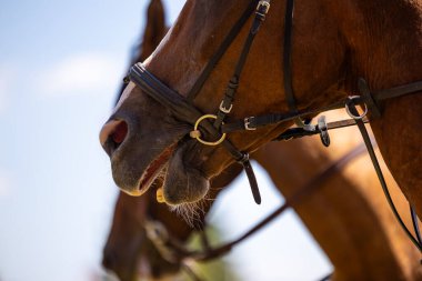 Atın başının yakın çekimi, açıkça görülebilen koşum takımı elementleri. Fotoğraf, güneşli bir günde bir at biniciliği şovunda çekildi. Bulanık arkaplan