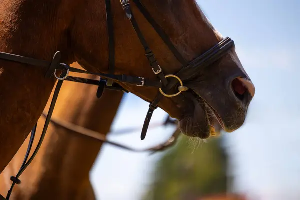 A close-up of the horse\'s head, clearly visible harness elements. Photo taken on a sunny day during a horse riding show. Blurred background