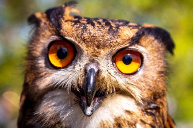 Bir kartal baykuşunun kafasının yakın çekimi. Büyük gözler ve yırtıcı bir kuşun keskin gagası. Güneşli bir günde çekilmiş..