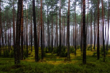 Baharın başında karanlık çam ormanı. Ağaç gövdelerinde parlayan ışık. Fotoğraf gündüz vakti doğal ışıkla çekildi..