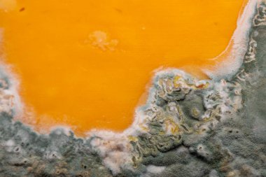 Bambu kesme tahtasına yerleştirilmiş küflü sarı peynir dilimleri. Yemekte yeşil küf sporları. Süresi dolmuş yiyecekler 