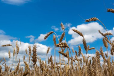 Mavi gökyüzüne karşı altın, olgun buğday kulakları. Fotoğraf güneşli bir günde çekildi. Kulakları aşağıdan kapat..