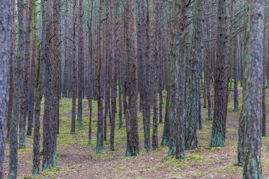 Yoğun bir çam ormanında çam ağacının gövdesine yakın çekim. Fotoğraf bulutlu bir günde çekildi, üniforma ve yumuşak ışık.