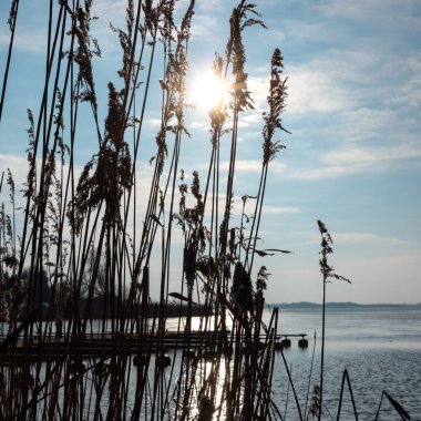 Reed, güneşin sert ışığına karşı gölün içinde. Fotoğraf, güneşli bir günün ortasında doğal ışık altında çekildi..