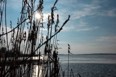 Reed, güneşin sert ışığına karşı gölün içinde. Fotoğraf, güneşli bir günün ortasında doğal ışık altında çekildi..