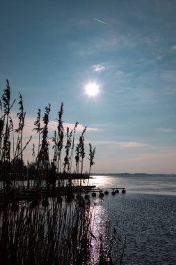 Reed, güneşin sert ışığına karşı gölün içinde. Fotoğraf, güneşli bir günün ortasında doğal ışık altında çekildi..