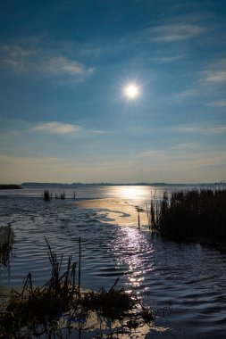 Reed, güneşin sert ışığına karşı gölün içinde. Fotoğraf, güneşli bir günün ortasında doğal ışık altında çekildi..