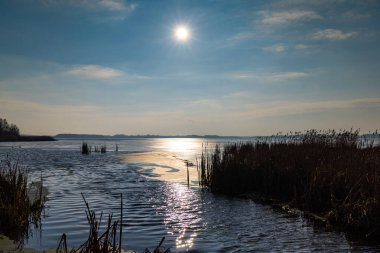 Reed, güneşin sert ışığına karşı gölün içinde. Fotoğraf, güneşli bir günün ortasında doğal ışık altında çekildi..