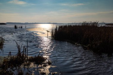 Reed, güneşin sert ışığına karşı gölün içinde. Fotoğraf, güneşli bir günün ortasında doğal ışık altında çekildi..