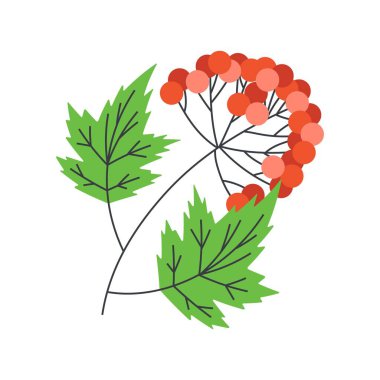 Kırmızı viburnum. Ukrayna sembolleri. Düz vektör çizimi beyaz arkaplanda izole edildi.