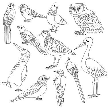 Set of birds trogon, sparrow, dove, owl, cuckoo, plover, sula nebouxii, coracias garrulus, woodpecker, coliiformes, stork. Line art. Vector illustration isolated on white background. clipart