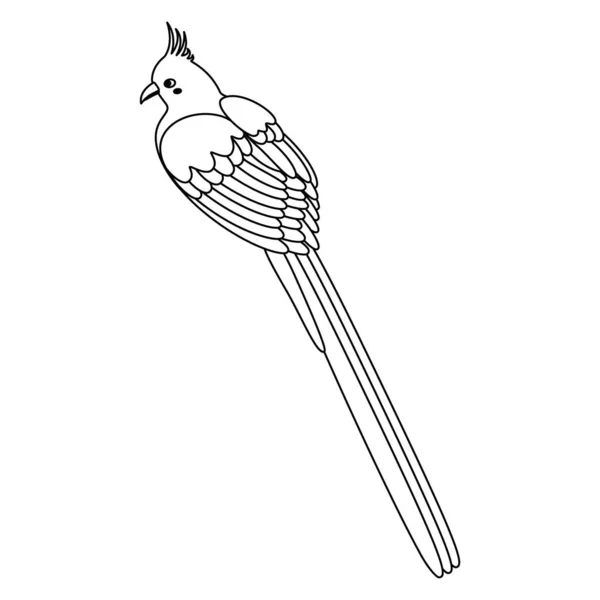 Niedlich Zeichentrickcoliiformes Coliidae Vogel Mausvogel Linienkunst Vektor Illustration Isoliert Auf — Stockvektor