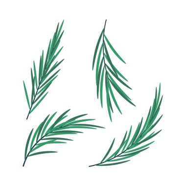 Noel ağacı dalı seti. Kış tatili elemanları. Düz vektör çizimi beyaz arkaplanda izole edildi.