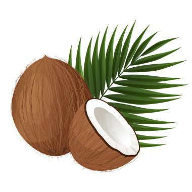 Taze hindistan cevizi, beyaz et, hindistan cevizi ve palmiye yaprağı. Beyaz arka planda izole edilmiş.