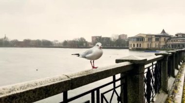 Şehir gölünün yakınındaki parka tünemiş martı görüntülerini kapatın. Turizm konusu için görüntü. Kalininingrad, Rusya.