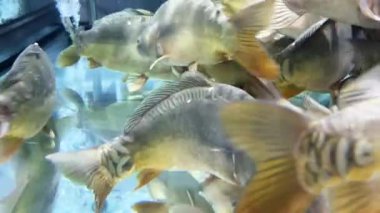 Market akvaryumunda yiyecek için balık. Süpermarketteki akvaryumda taze balık. Satılık balık. Deniz ürünleri işi. 4K yüksek kaliteli görüntü