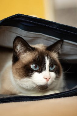 Çantada sadece kafası görünen Siyam kedisi olmasına şaşırdım. Kedi sırt çantasında saklanır. Kedi yavrusu saklambaç oynuyor