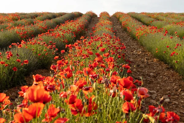 Poppy Field France High Quality Photo Stock Image
