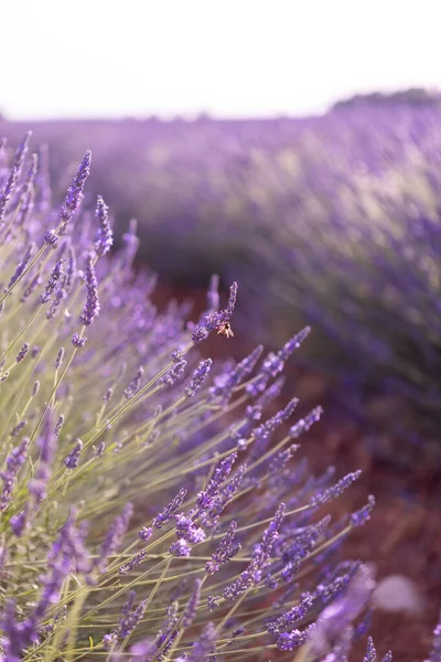 Lavender Perancis Musim Panas Provence Foto Berkualitas Tinggi Stok Foto Bebas Royalti
