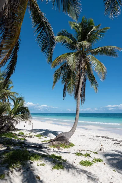 Palme Strand Sommerurlaub Hintergrund Hochwertiges Foto Stockbild