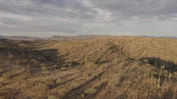 Воздушная Муха Над Пустыней Кактус Аризоне Высококачественные Кадры — стоковое видео