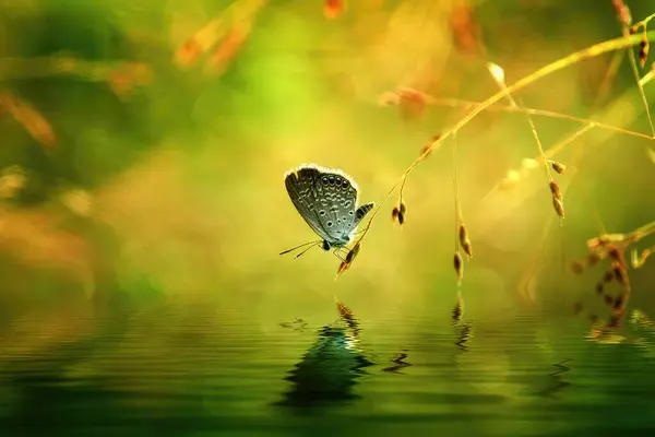 The zizina otis butterfly was perched on a branch hanging above the water