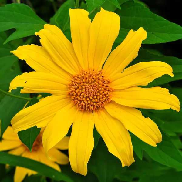 Sarı yapraklı Kembang Bulan veya Tithonia difersifolia