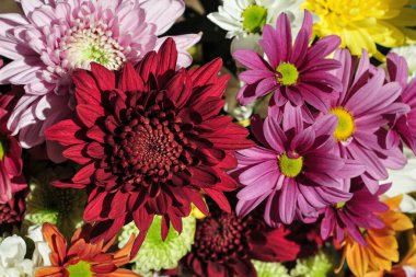 Bahçede bir demet kasımpatı