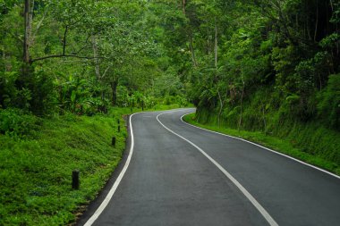 Ormanın ortasında dolambaçlı bir yol